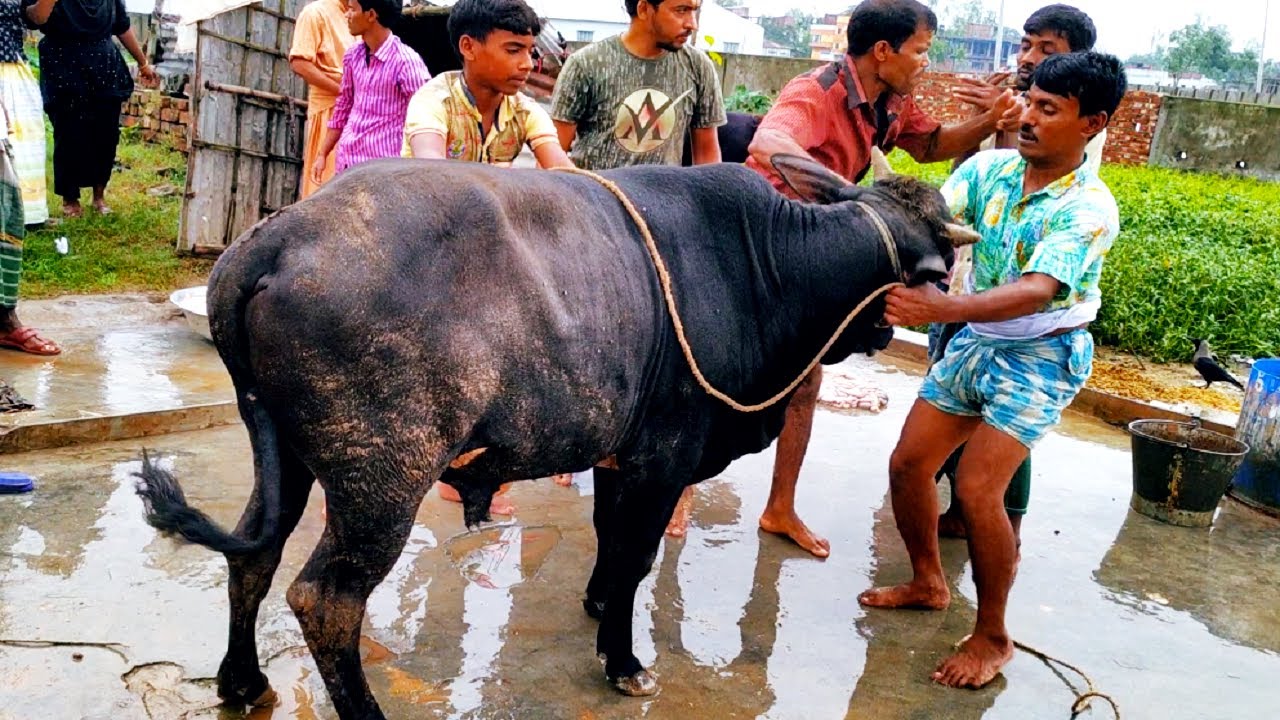 Amazing Full Cow Cutting Skill Cow Cutting And Cleaning In Bangladesh amazing-full-cow-cutting-skill-cow-cutting-and-cleaning-in-bangladesh