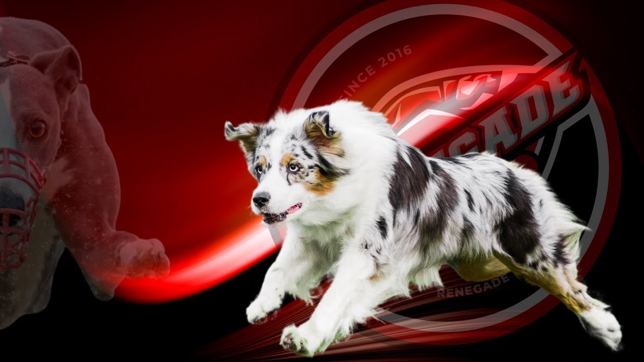 Renegade Dog Lures - Lure Coursing Demo