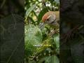 How This Bird Hand-Stitches Its Entire Nest... #satisfying #birds #nature