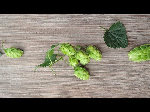 Video: Wie Befreien Sie Ihren Garten Vom Hopfen?