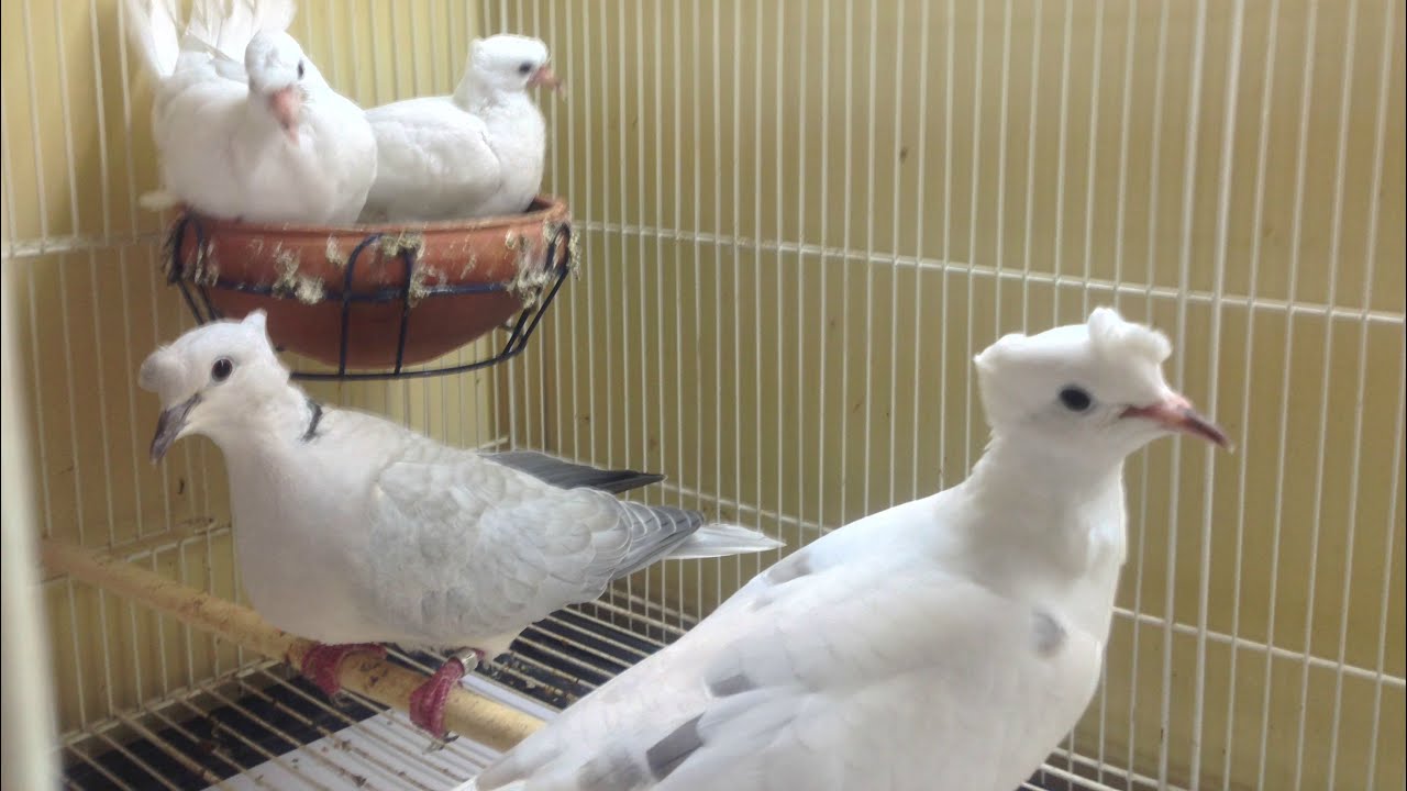 مرحله وضع البيض للحمام يا كريم 🕊