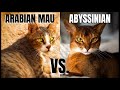 Arabian Mau Cat VS. Abyssinian Cat の動画、YouTube動画。