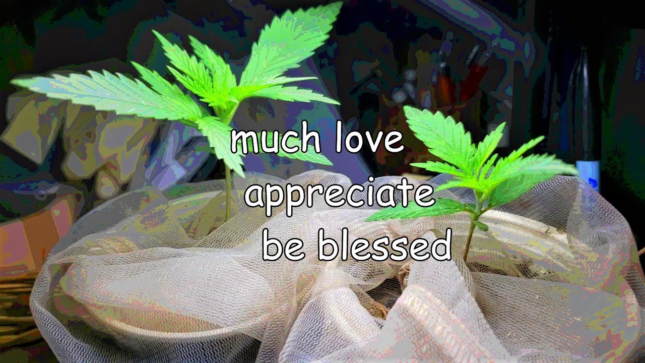 Dab166 Sweet Tea tga