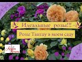 Идеальные розы!!! Розы Тантау в моем саду.