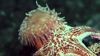 Swimming Anemone  Stomphia coccinea