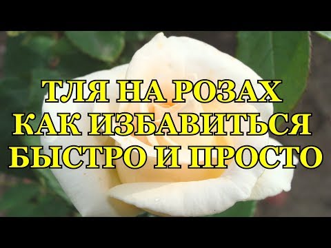 Видео: Тля на кустах роз - Как избавиться от тли на розах