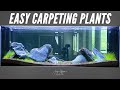 Top 3 Carpeting Plants for a Lush Nature Aquarium: Expert Planting Techniques Revealed