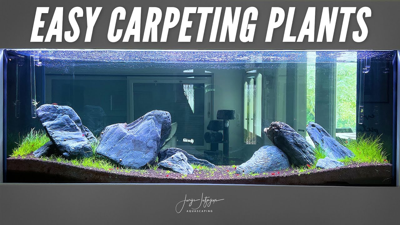 How to Properly Grow Aquarium Carpet Plants — Buce Plant