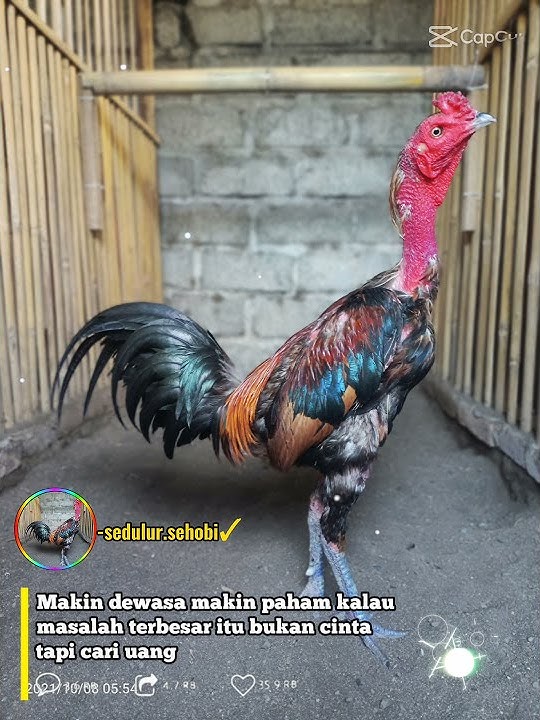Story Wa Mangon