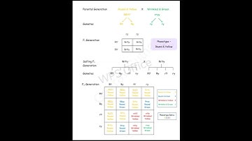 Heredity and evolution notes class 10 || pdf link in description