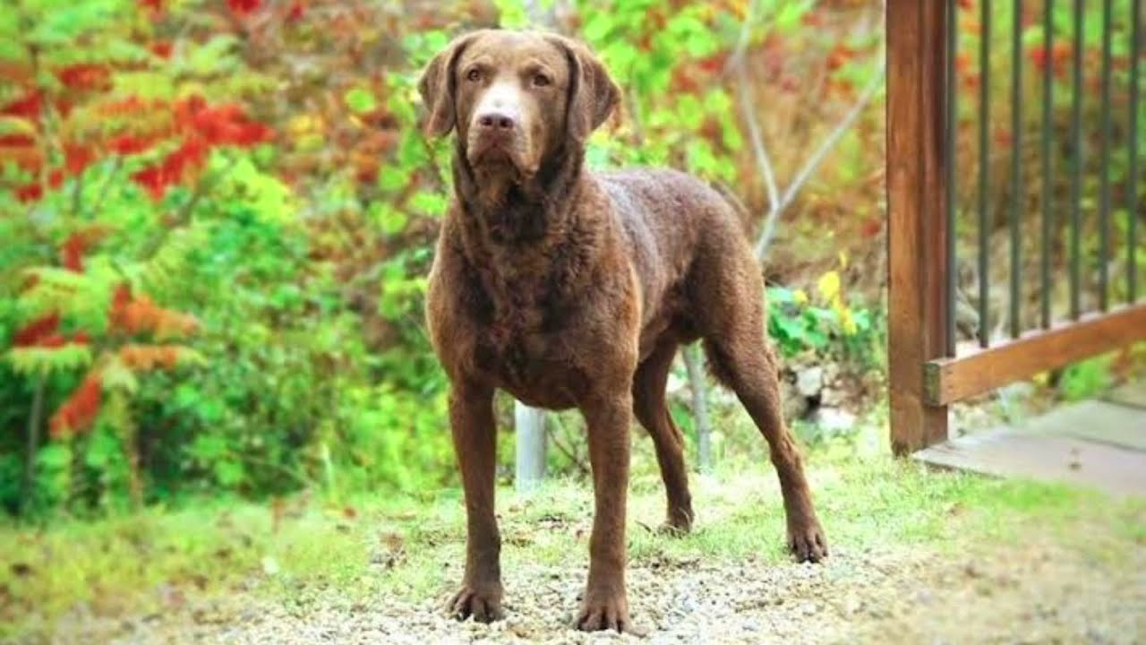 Chesapeake Bay Retriever Dog 