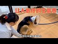 231集 狗狗拉稀呕吐不止 检查吃药花了600多 病情没好转反而更严重了 231集 狗狗拉稀呕吐不止 检查吃药花了600多 病情没好转反而更严重了