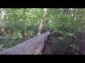 Massive tree blocking stone house trail