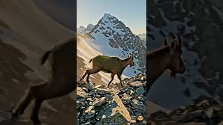 Mountain Goat Crossing Deadly Cliffs  #shorts #wildlife