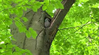 Pigeon colombin (Columba o. oenas) Stock Dove