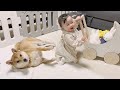 買った手押し車より、柴犬のお兄ちゃんと遊びたがる娘