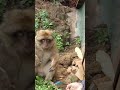 Monkey nice time