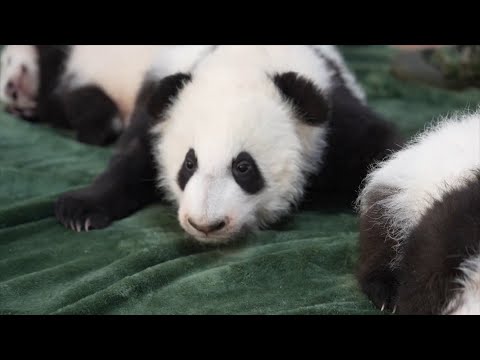 Wideo: Pet Scoop: Tiny Beyoncé obraca 1 rok życia, D.C. Zoo Panda jest sztucznie zapłodniona