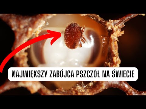 Wideo: Japończycy nie pochodzą z Japonii