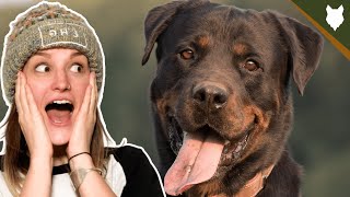 HOW ADAPTABLE ARE ROTTWEILER