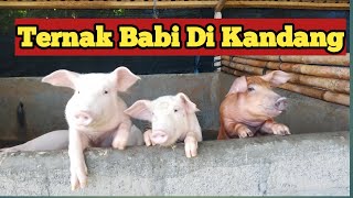 Ternak Babi Di Kandang by Harry Saputra channel 542 views 1 year ago 10 minutes, 38 seconds