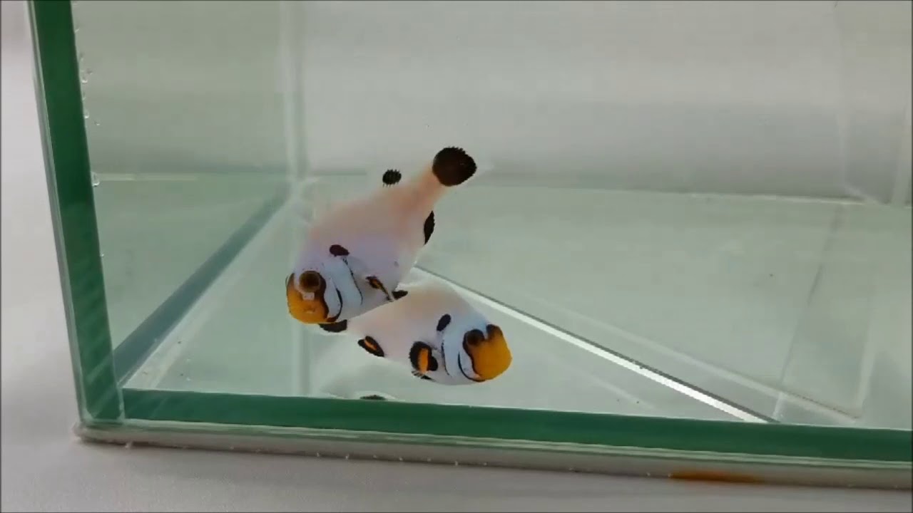 camera iphone 8 plus apk 人工熊貓黑足小丑Black Pelvic Fin Panda Clownfish（Captive-Bred , Hybrid）use1k