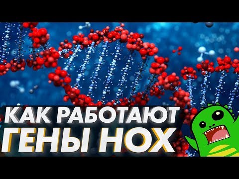 Видео: Сколько кластеров генов Hox существует у человека?