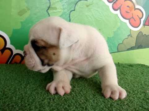 English bulldog For Sale - Au - http://www.bullcanes.net - ceo@bullcanes.net