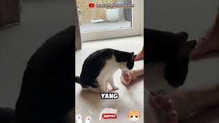 kenapa kucing mencium kaki🤔