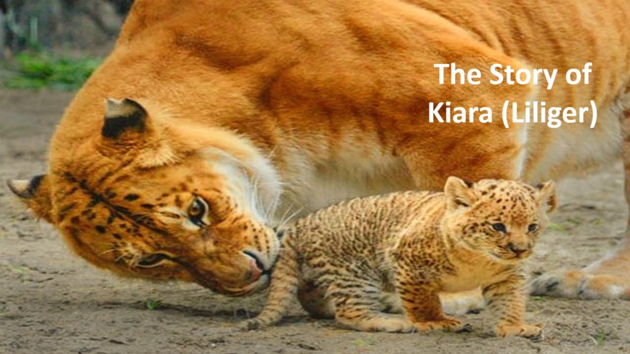 Kiara The First Liliger (Story of first Liliger) YouTube