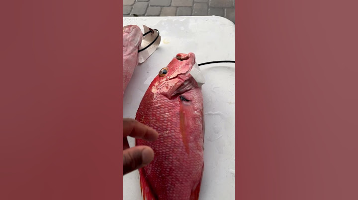Do you know your red snapper ?