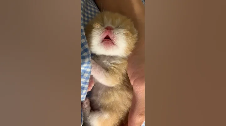 Watch the video about Throwback 🥰 #cat #baby #cute #love #exotic #kitten #shorts