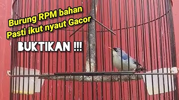 Rambatan Paruh Merah Gacor "RPM" / Cocok Untuk Master dan Pancingan Burung RPM bahan #rambatan