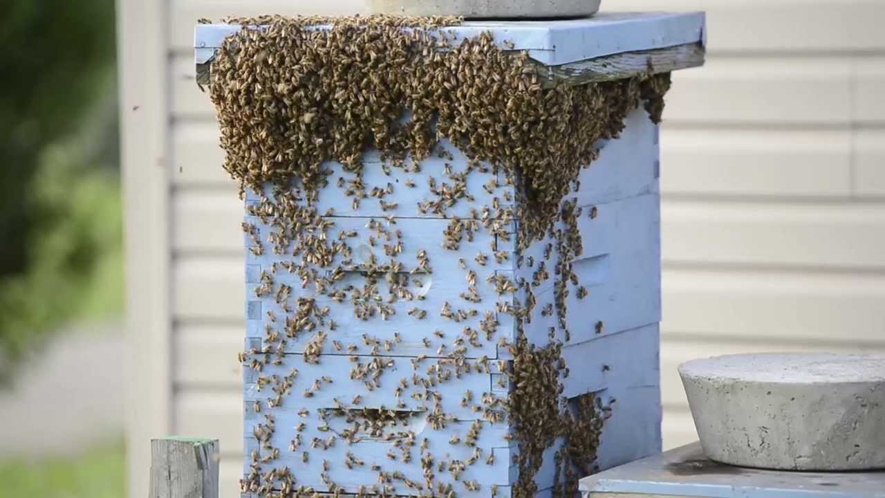 Honey Bees Bearding Outside Hives In High Heat YouTube honey-bees-bearding-outside-hives-in-high-heat-youtube