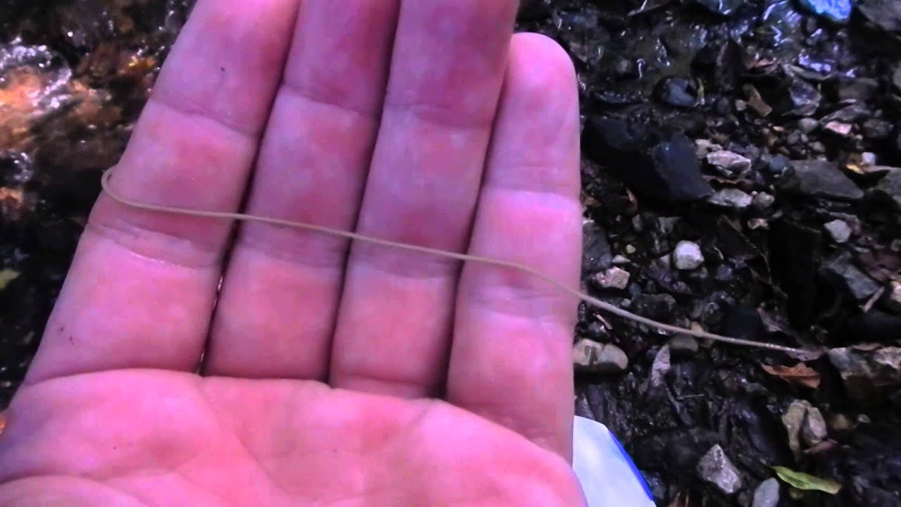 Pulling Worm Out Of Thumb Video, Choose one hand to hold the fiber (back  hand) and the other hand to draft the fiber (front hand).