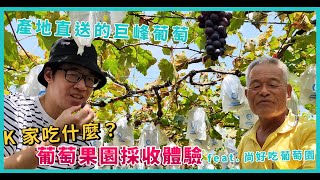 原來巨峰葡萄是這樣長出來的！葡萄果園採收體驗feat.尚好吃 ... 