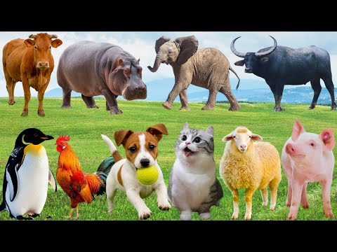 Video 🌿 Khi Muôn Loài Lên Tiếng Trên Đồng Quê – Bò, Gà, Mèo & Cừu Quá Đỗi Dễ Thương | FarmAnimals 🐮🐔🐱🐑 - youtube