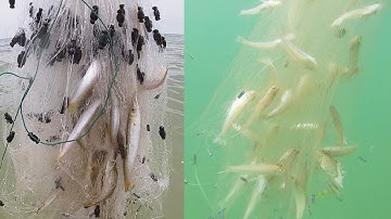 Kéo lưới cá đục cá nhồng rất nhiều cá cả nhà ăn không hết - Dân Biển