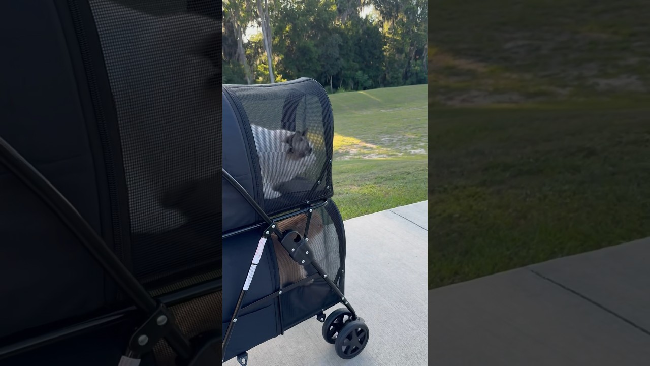 New double cat stroller ❤️🐈 