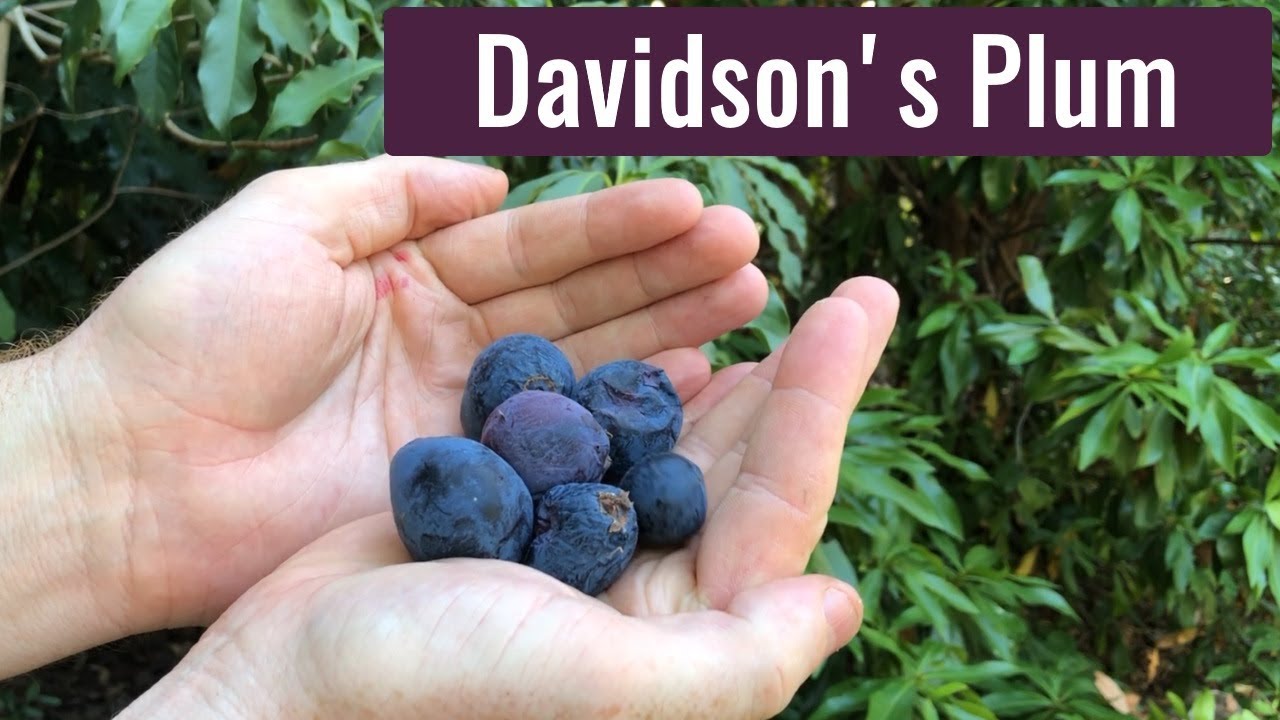 A Taste of the Outback: Exploring the Delicious World of Australian Native Fruits