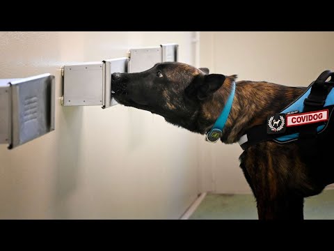 Vidéo: Quand les chiens renifleurs de drogue ont-ils été utilisés pour la première fois ?