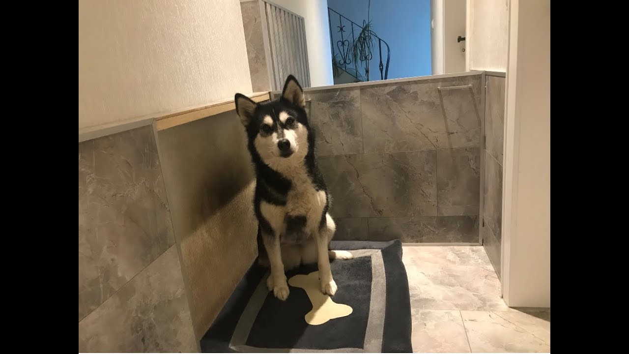 Tapetenschutz aus Laminat selber bauen / DIY Hunde-Schlafplatz