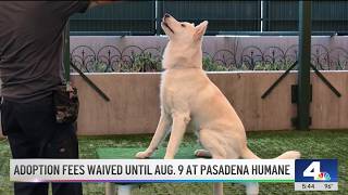 See how to bring home a dog or cat for free through next week