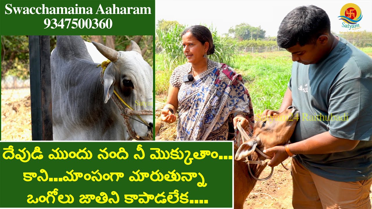 దేవుడి ముందు నంది నీ మొక్కుతాం కాని..మాంసంగా మారుతున్నా ఒంగోలు జాతిని కాపాడలేక I Mana Mulam