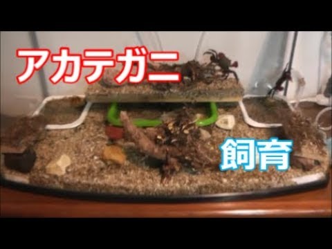 アカテガニ 飼育立ち上げ 後編 Youtube