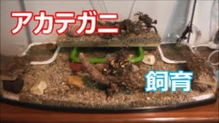 アカテガニ 飼育立ち上げ 後編 Youtube アカテガニ 飼育立ち上げ 後編 Youtube