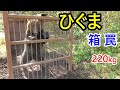 ひぐまを箱罠で捕獲しました! 体重220kgのオスです。