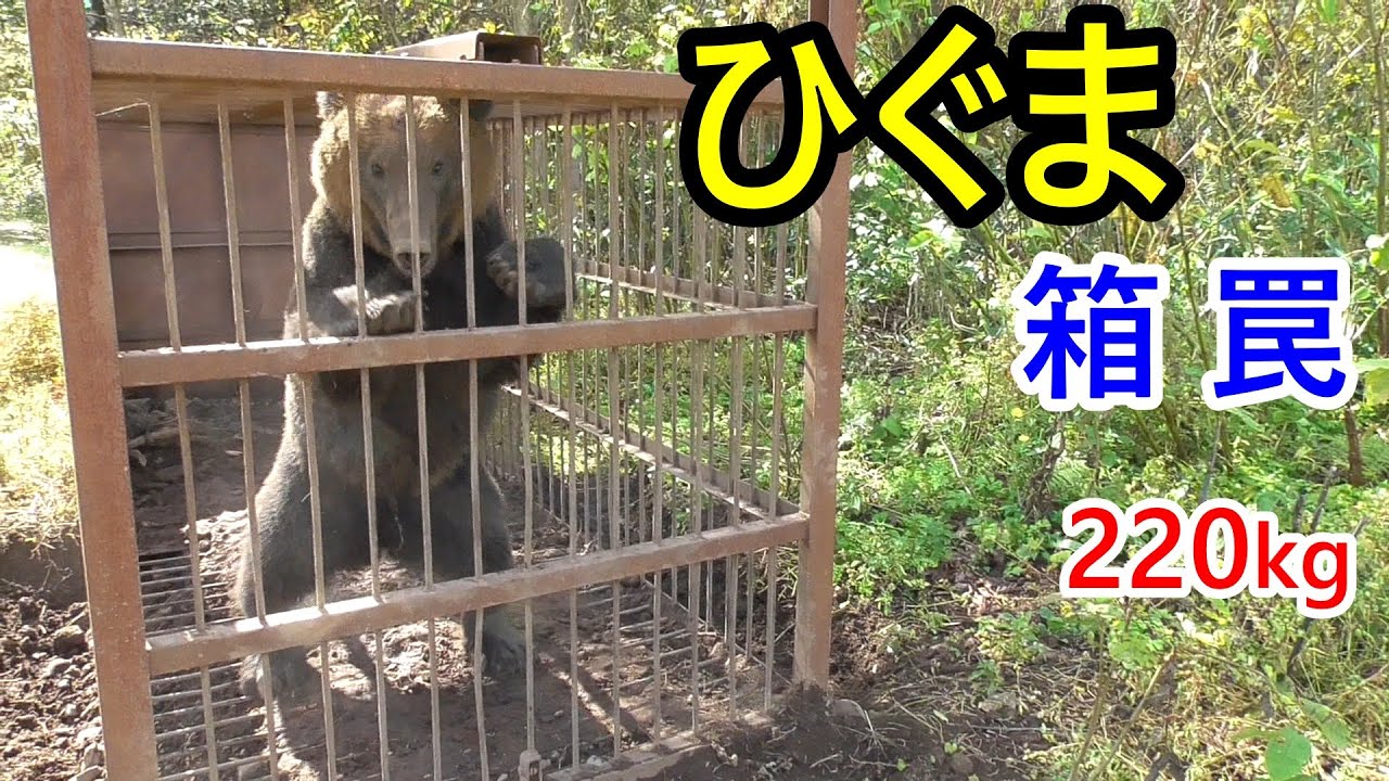 ひぐまを箱罠で捕獲しました! 体重220kgのオスです。