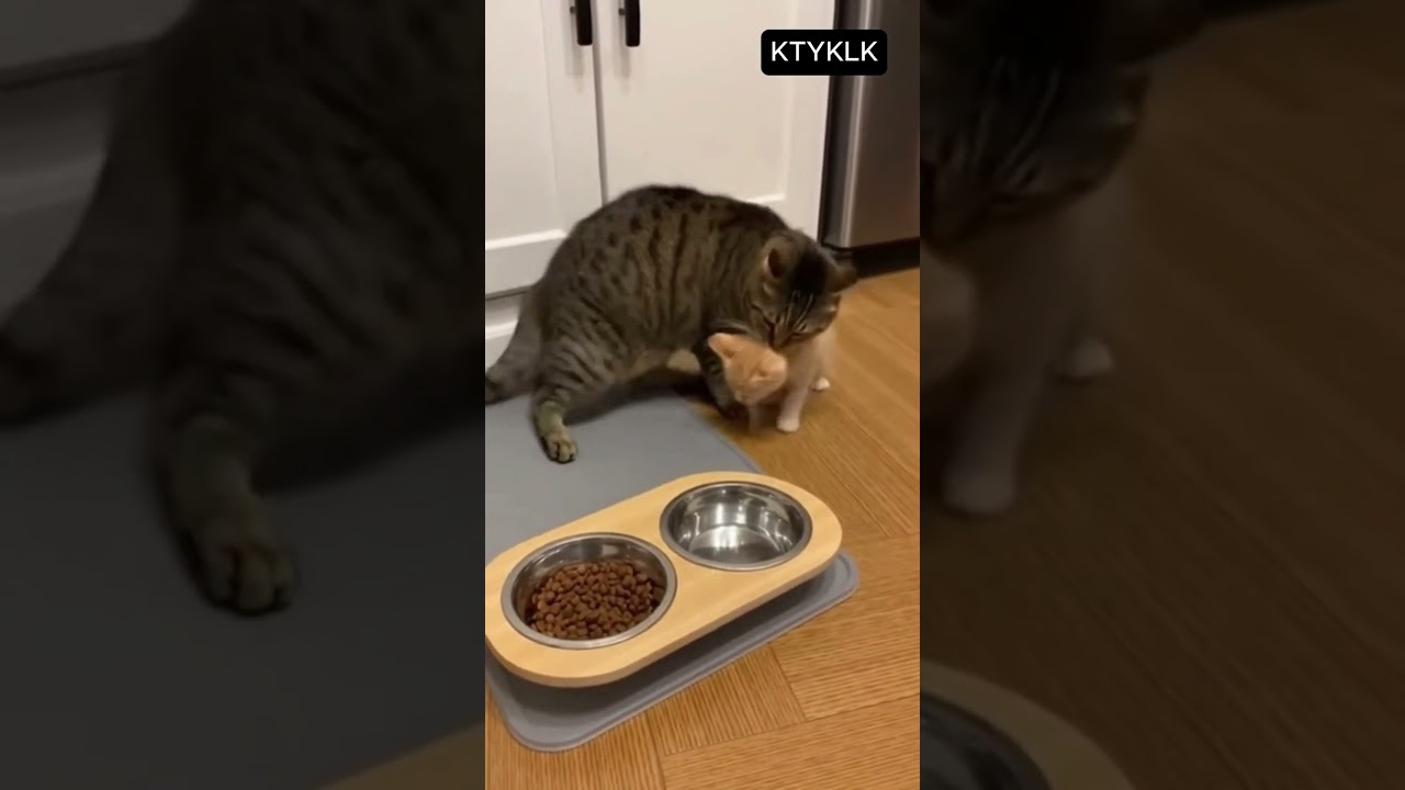 #смешныекошки