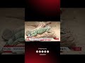 ¡Ganó el chigüiro! Niños eligieron al presidente del zoológico de Barranquilla. 🗳️